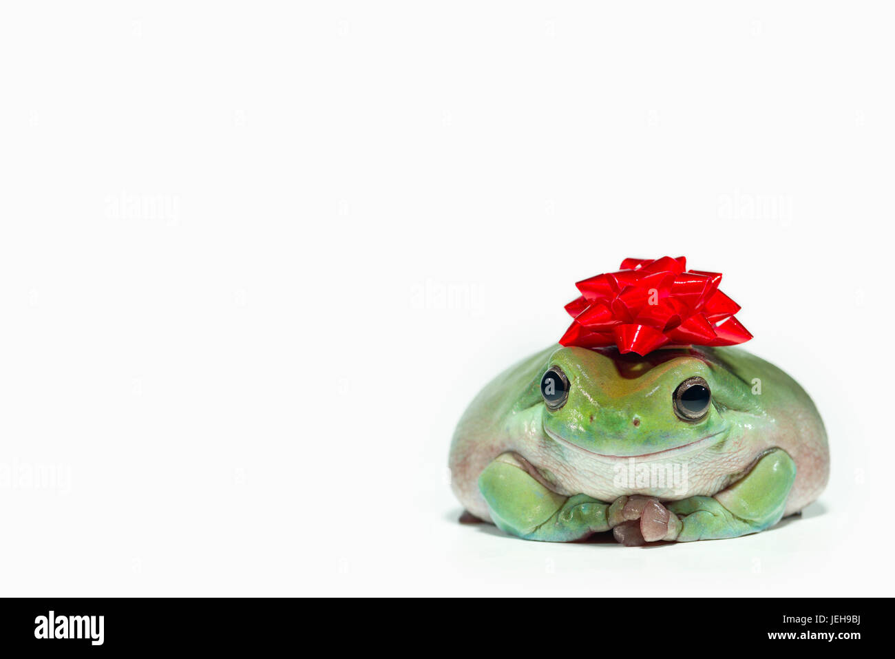 Whites Treefrog (Litoria Caerulea) sitzt auf einem weißen Hintergrund mit einer roten Schleife auf dem Kopf; St. Albert, Alberta, Kanada Stockfoto