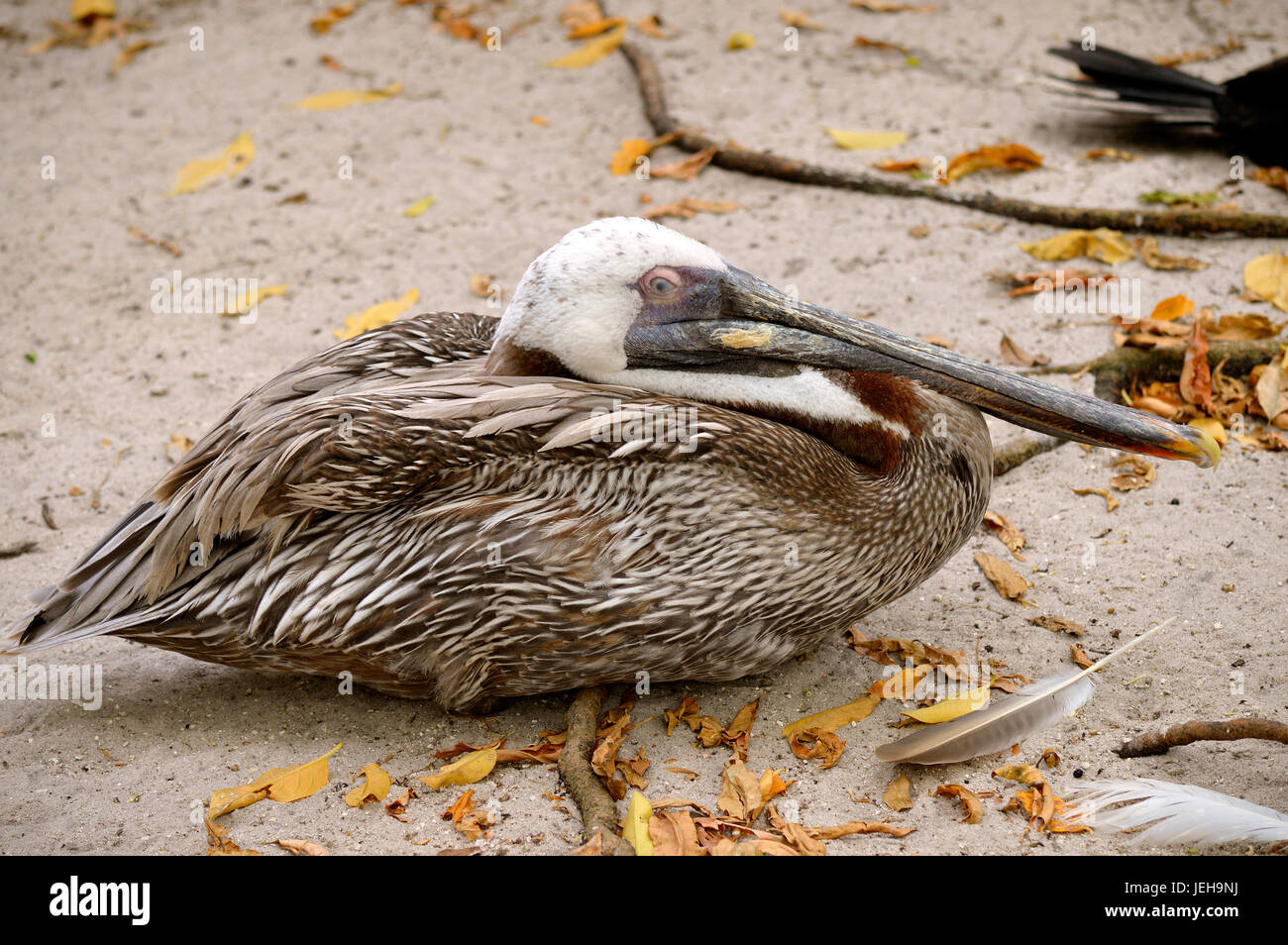 Vom Aussterben bedrohte Brown Pelican lateinischen Namen Pelecanus occidentalis Stockfoto