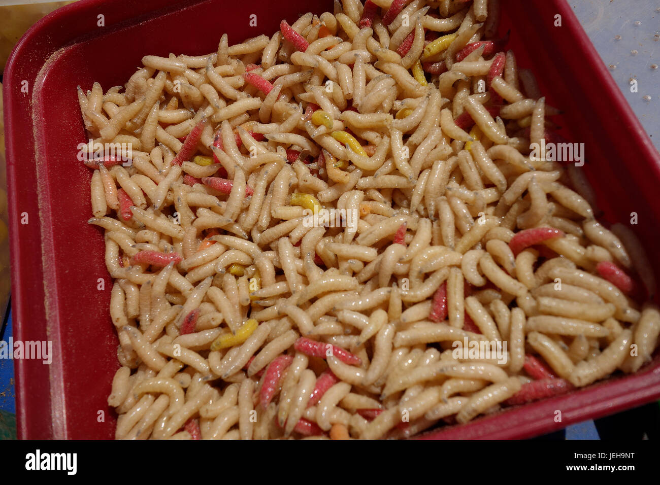 Eine Box mit Maden, natürliche Köder für den Fischfang. Stockfoto