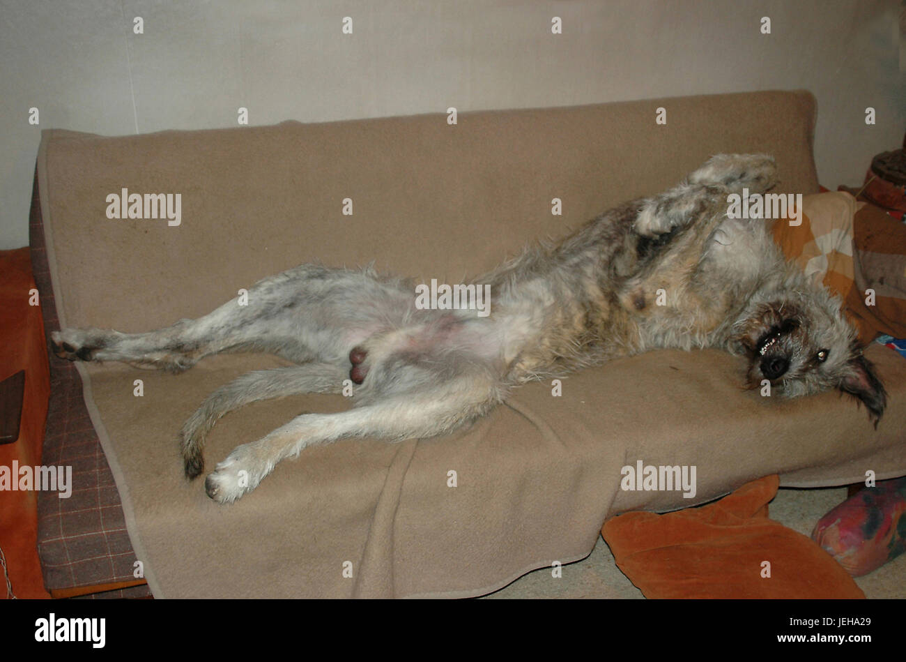 Große Irish Wolfhound schläft auf einem 3-Personen Sofa. Stockfoto
