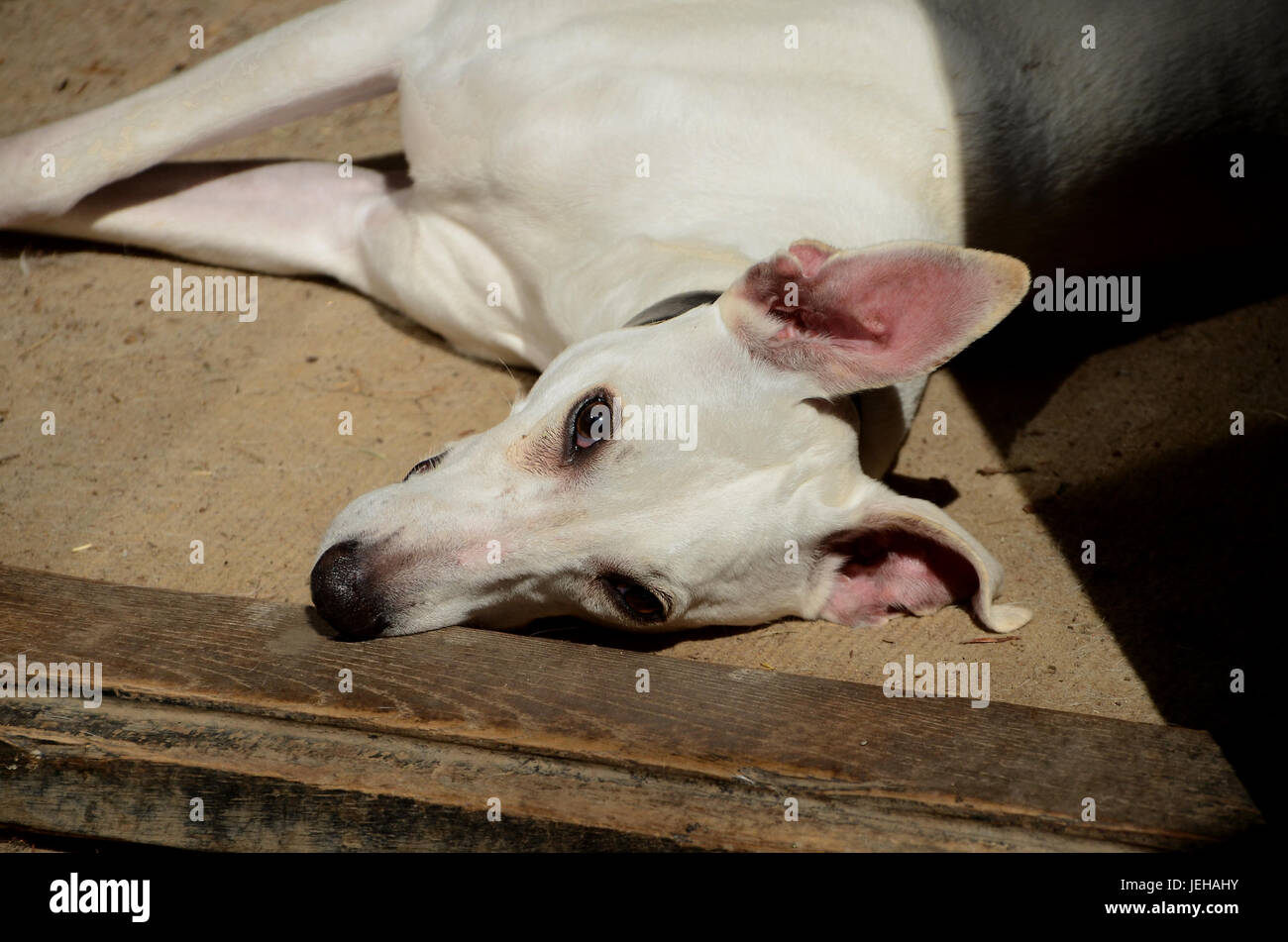 Weiß Whippet Hund legt in Ruhe während Wathing der Fotograf. Stockfoto