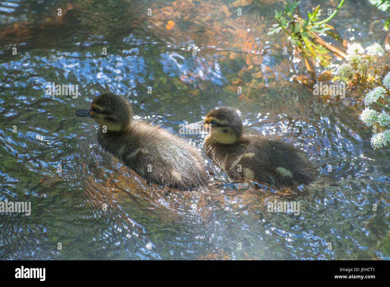 Duckings der zwei Stockenten (Anas Platyrhynchos) in einem Fluss schwimmen Stockfoto