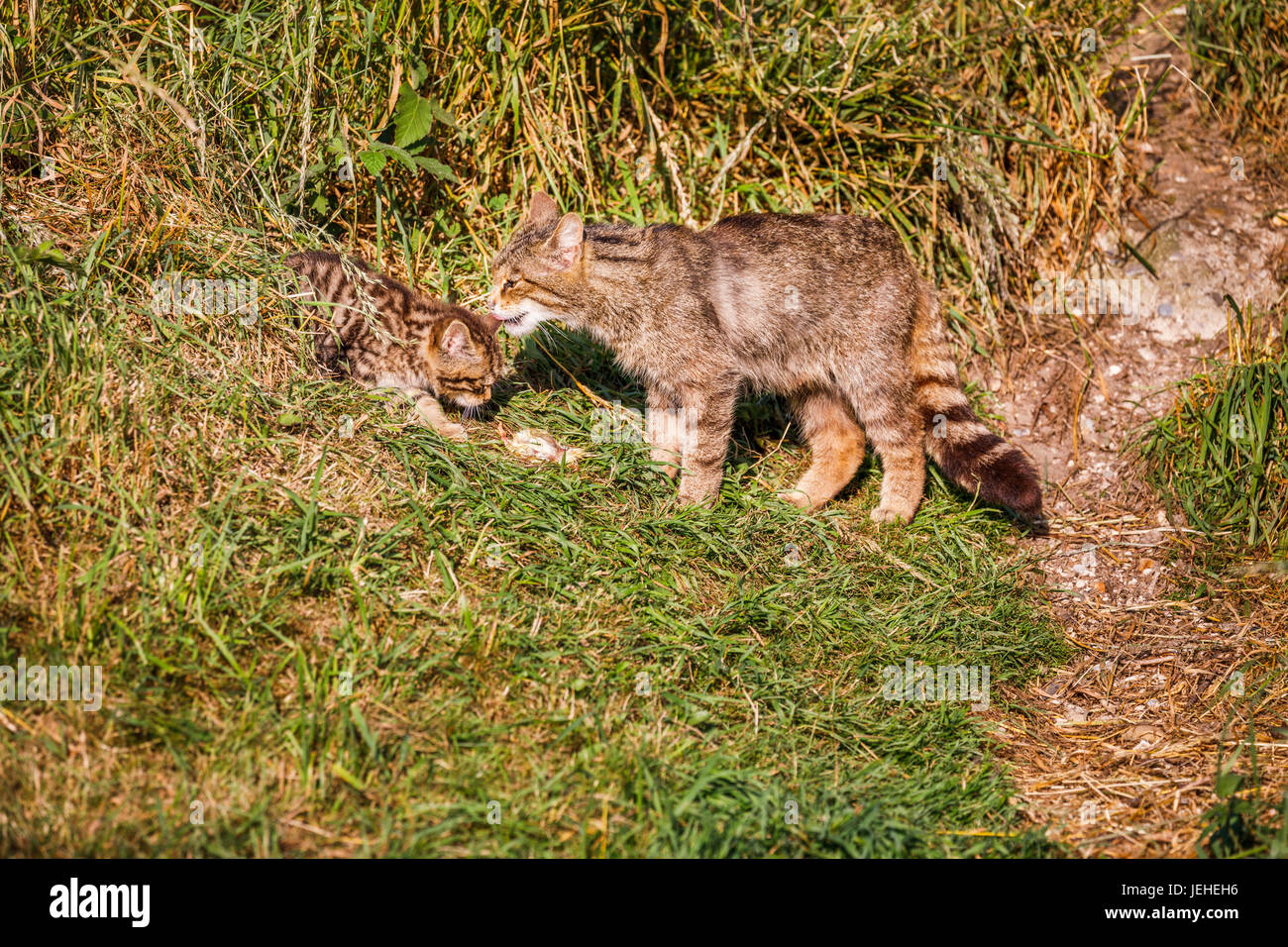 Einheimische britische Tierwelt: schottische Wildkatze (Felis Silvestris), Mutter und 2 Monate altes Kätzchen von Den britischen Wildlife Centre, Newchapel, Surrey, UK Stockfoto