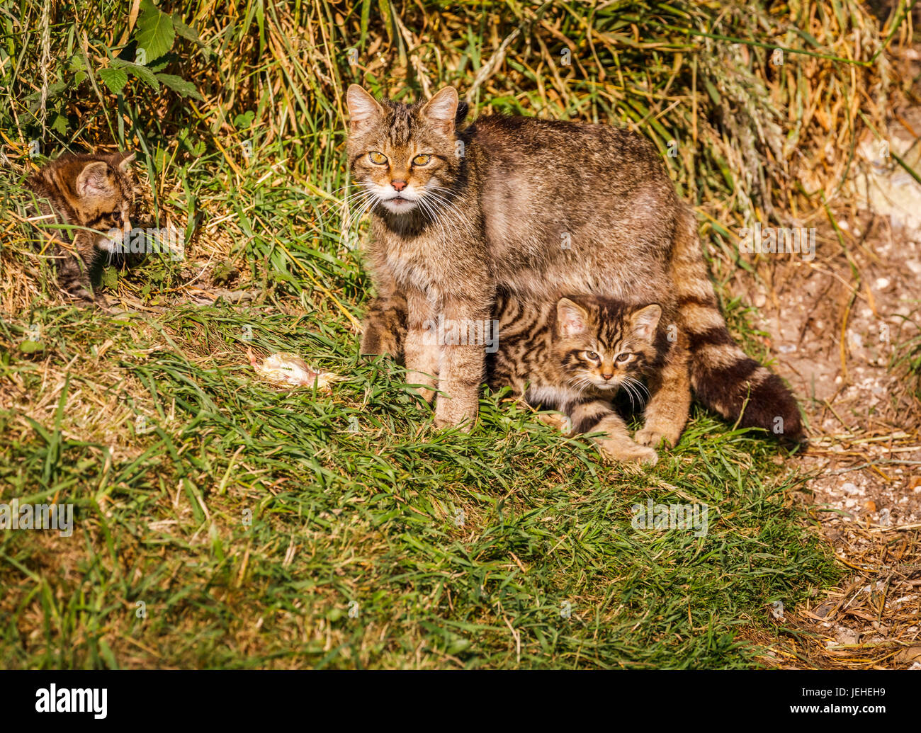 Einheimische britische Tierwelt: schottische Wildkatze (Felis Silvestris), Mutter und 2 Monate altes Kätzchen von Den britischen Wildlife Centre, Newchapel, Surrey, UK Stockfoto