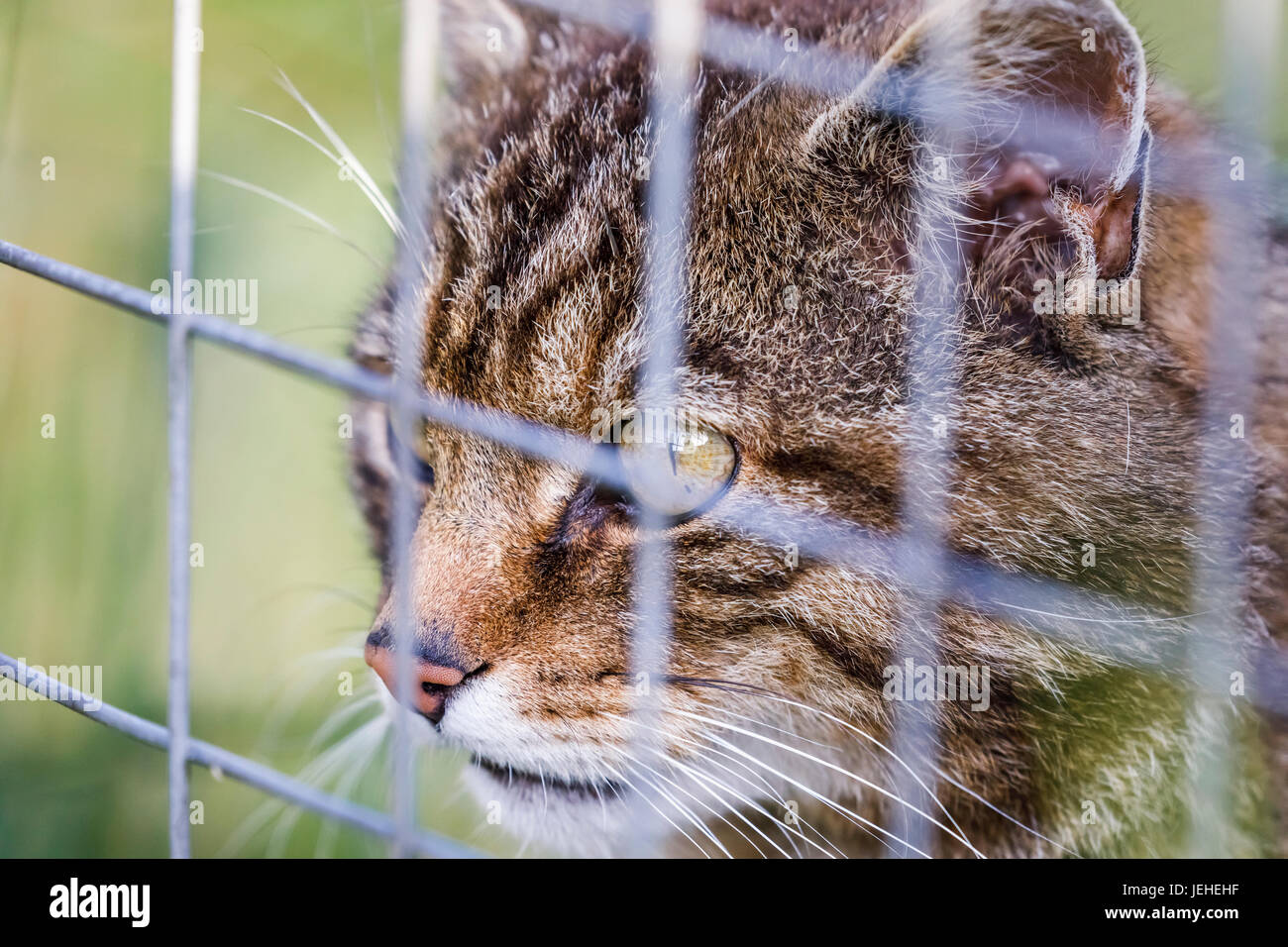 Einheimische britische Tierwelt: schottische Wildkatze (Felis Silvestris), fahren Sie auf der Suche durch Draht von Käfig, British Wildlife Centre, Newchapel, Lingfield, Surrey Stockfoto