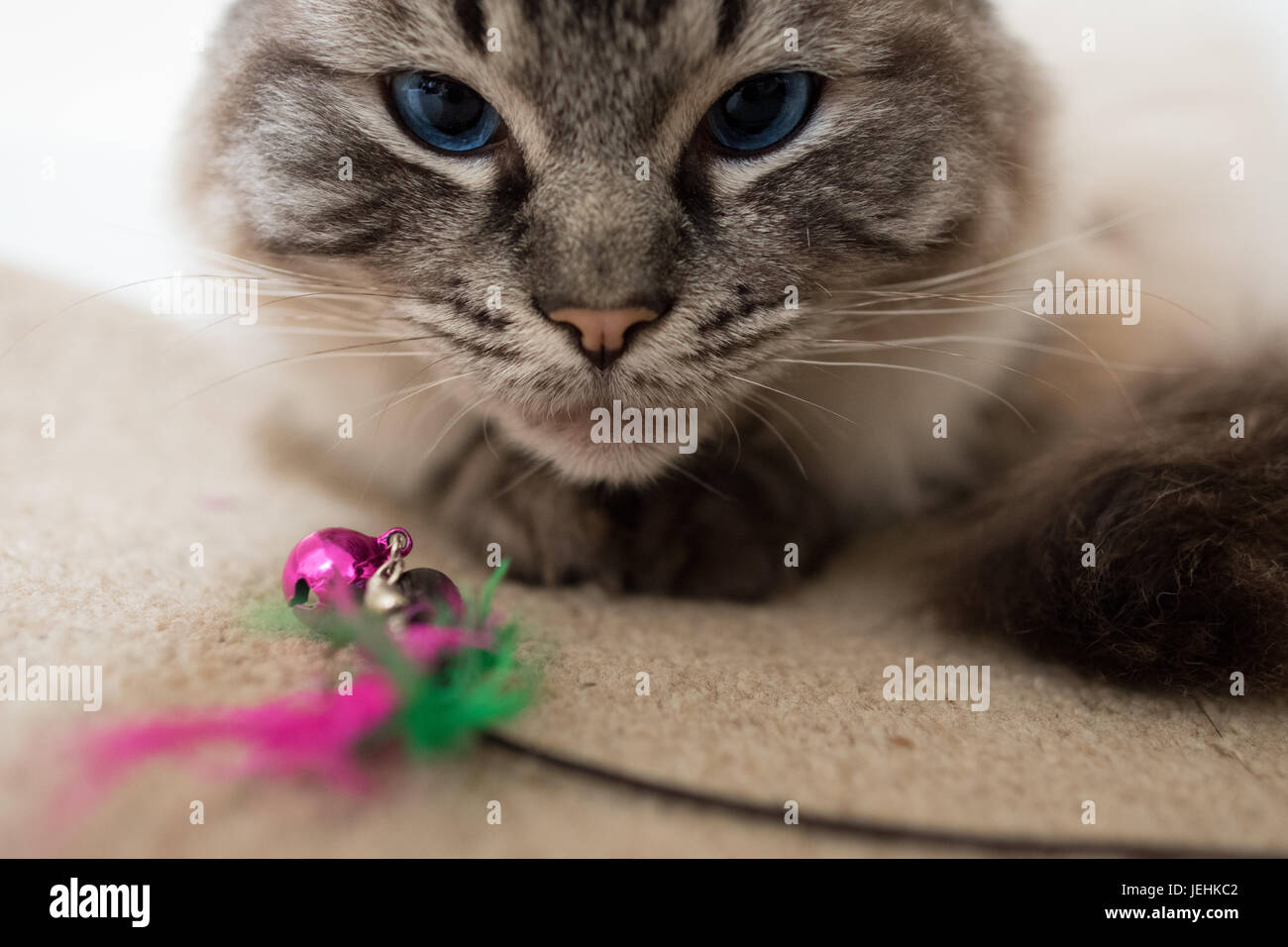 Stammbaum Ragdoll Katze spielt mit einer Feder Bell Katzenspielzeug. Stockfoto