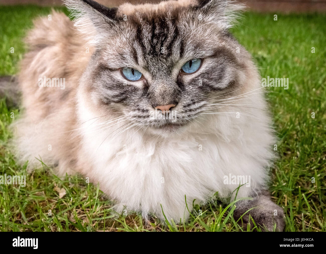 Mürrisch Ragdoll Katze Portrait Stockfoto