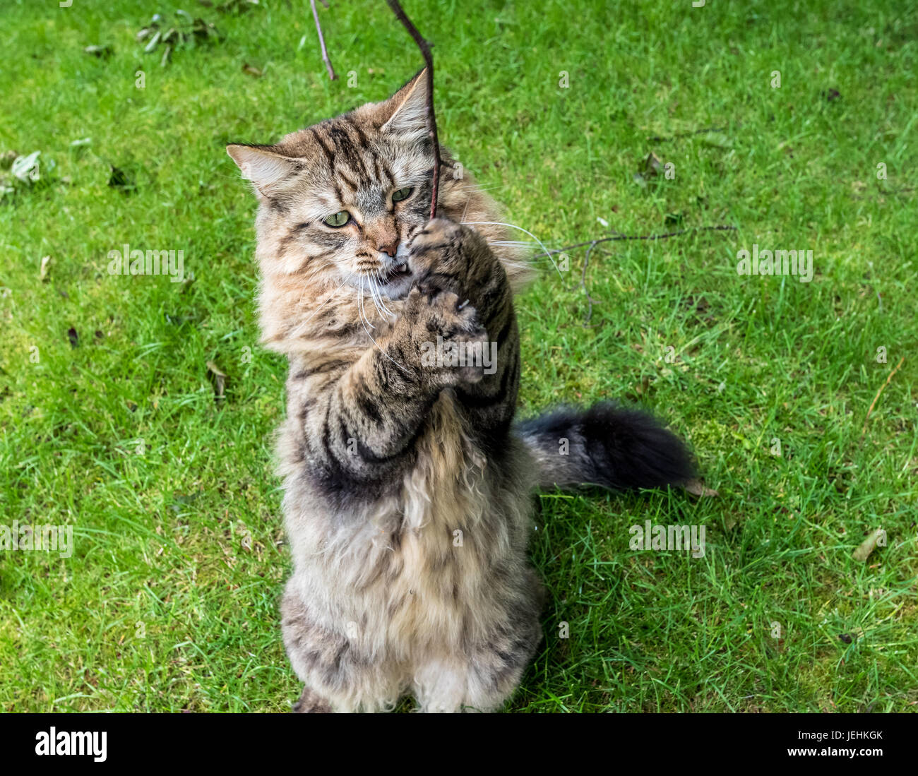 Tabby Katze auf einem Rasen stehen bis auf zwei Beinen, einen Ast In ihren Pfoten halten Stockfoto