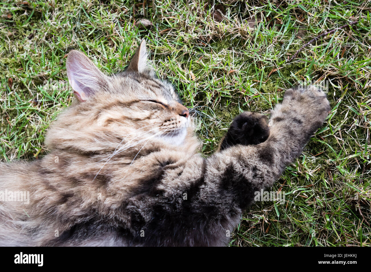 Langhaarige Tabby Katze schläft im Freien auf einem Rasen Stockfoto