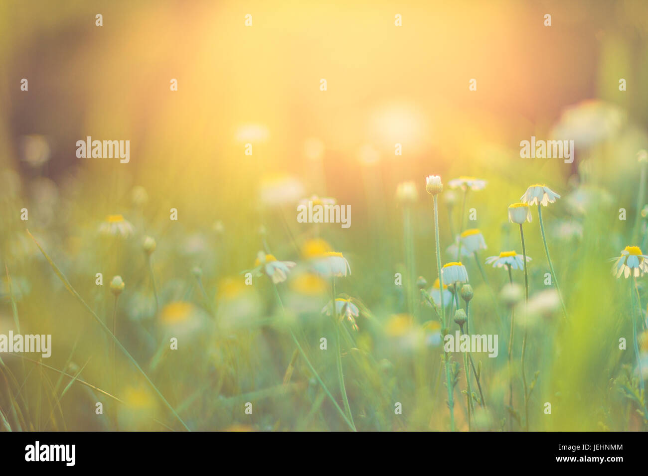 Abstrakte Natur natürliche Hintergründe mit Schönheit Bokeh. Goldenes Sonnenlicht sonnigen Sommer Blumen Natur Hintergrund weiche Zen entspannende Stimmung inspirierende Stockfoto