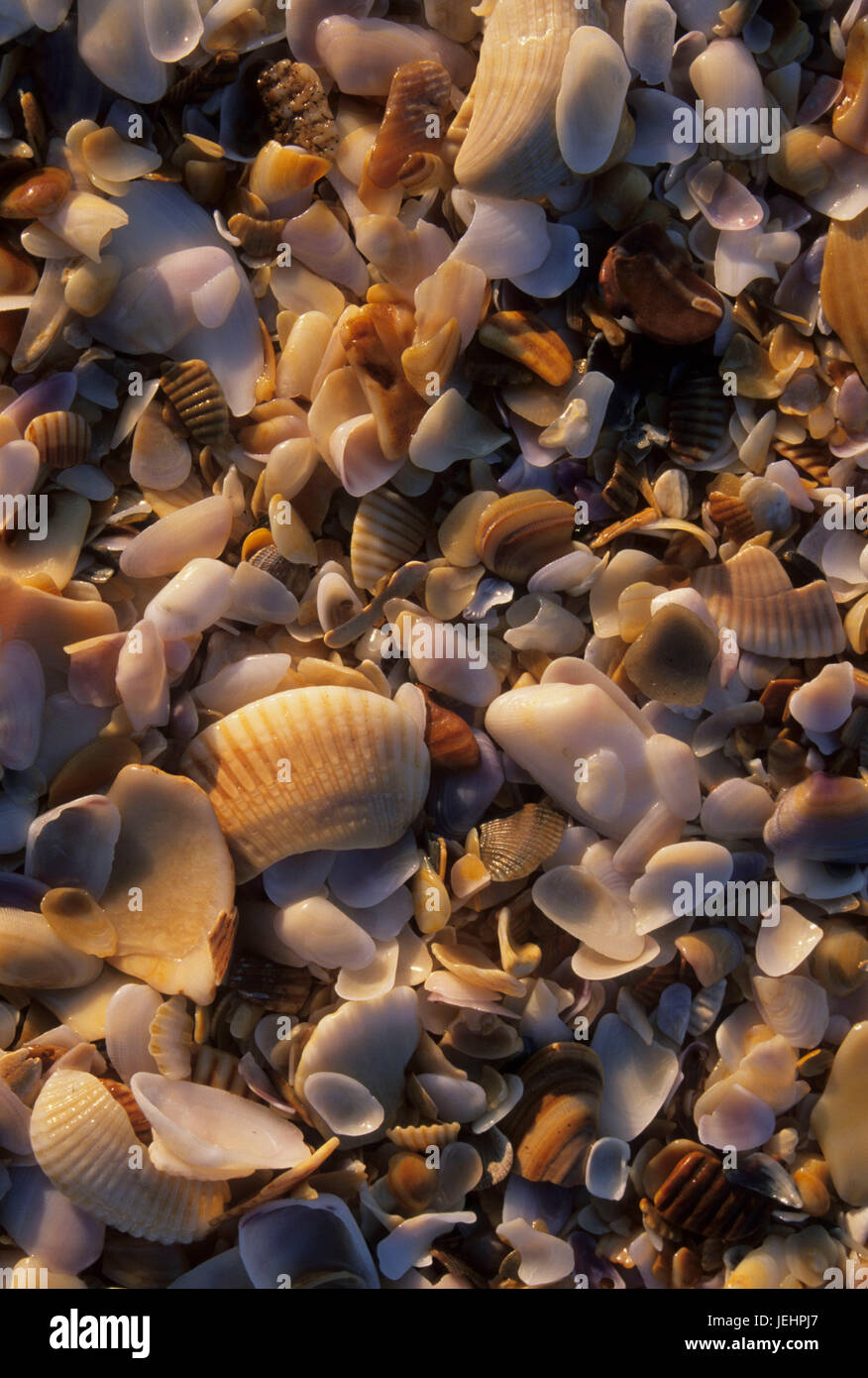 Muscheln am Strand, Flagler County Beach, Florida Stockfoto