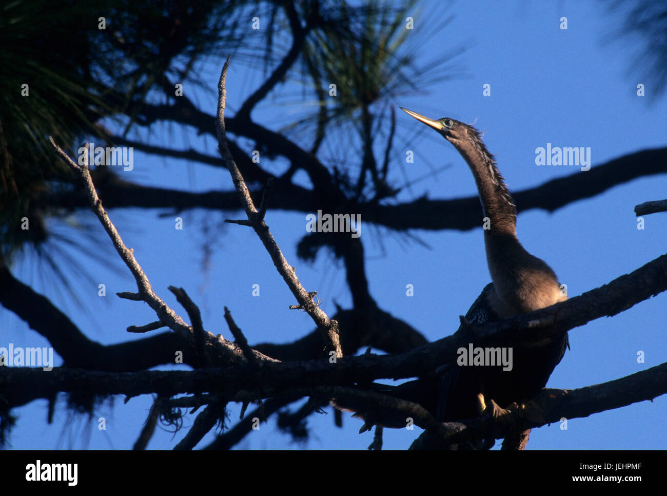 Anhinga, Venedig Bereich Audubon Rookery, Florida Stockfoto