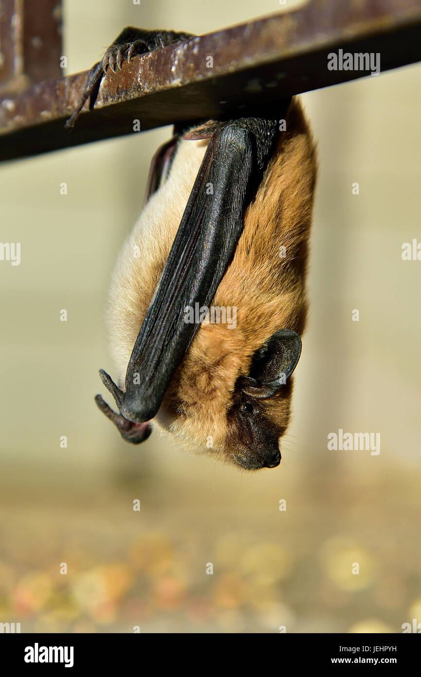 Eine kleine braune Fledermaus (Myotis Licifugus) hängen Upide nach unten auf einem Metall Deck Geländer Stockfoto