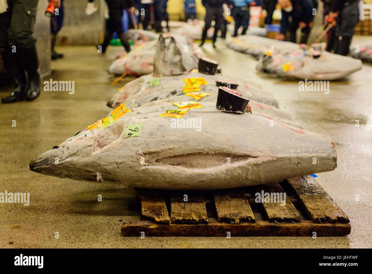 Thunfisch-Auktion im Tsukiji Fish Market Stockfoto