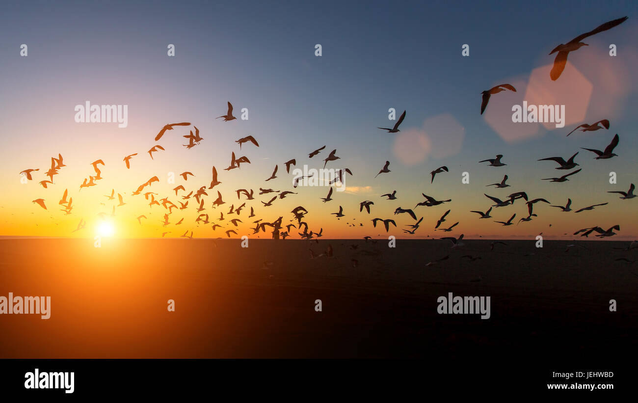 Herde von Möwen Silhouetten über dem Meer bei traumhaften Sonnenuntergang. Stockfoto