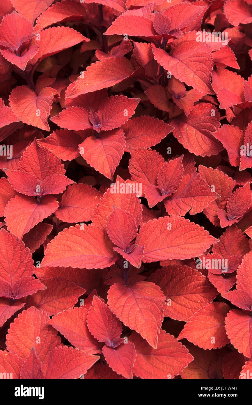 Solenostemon Scutellarioides Lagerfeuer Coleus Botanischer Garten Stockfoto