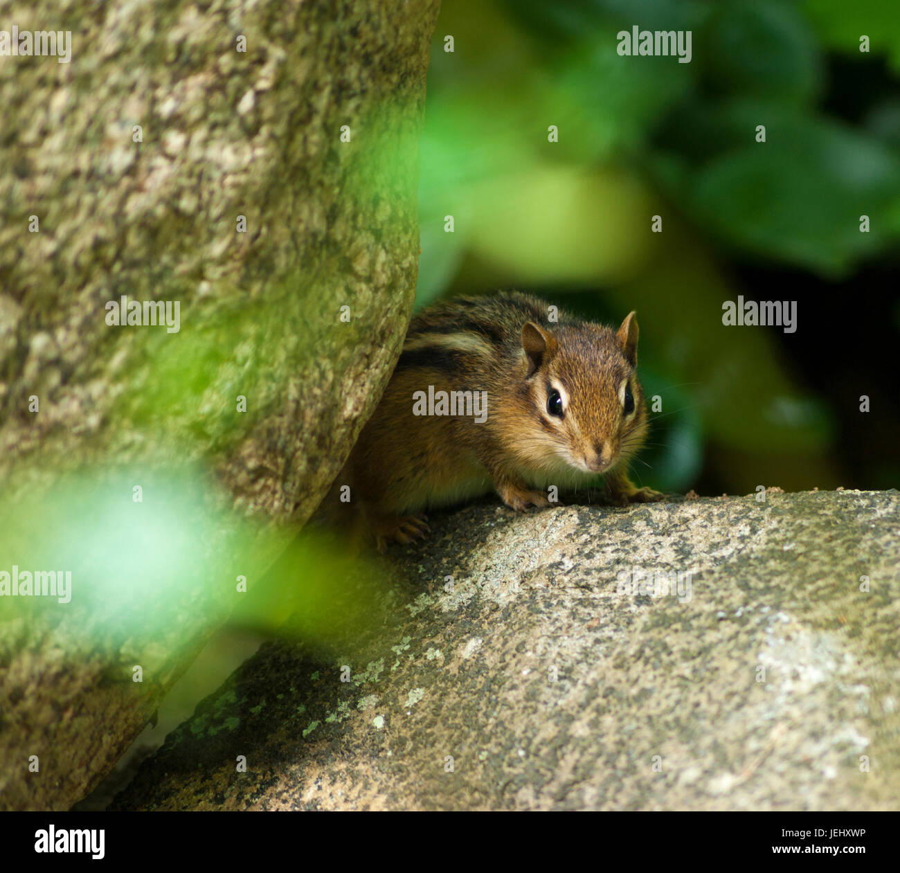 Östliche Chipmunk (Tamias Striatus) auf einem Garten Felsen hocken. Sedgwick Gardens auf Long Hill-Anwesen in Beverly, Massachusetts. Stockfoto
