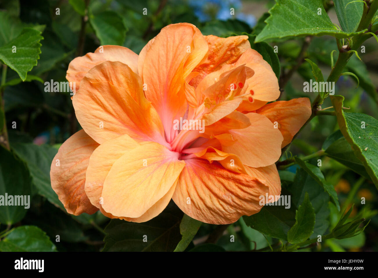 Doppelte Orange Hibiscus (Hibiscus Rosa-Sinensis). Sedgwick Gardens auf Long Hill-Anwesen in Beverly, Massachusetts. Stockfoto