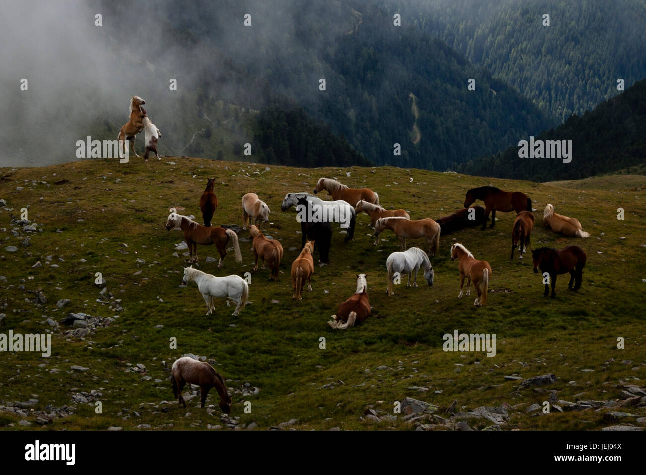 Aufzucht im Abgrund. Zwei Pferde kämpfen in der Nähe von Herde von Pferden auf einer Wiese in den Alpen Stockfoto
