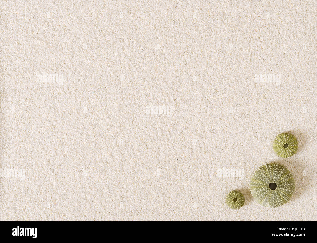 Drei grüne Seeigel Muscheln auf flache weiße Sandoberfläche. See-Igel mit kugelförmigen Endoskeletons. Psammechinus Miliaris vom Mittelmeer entfernt. Stockfoto