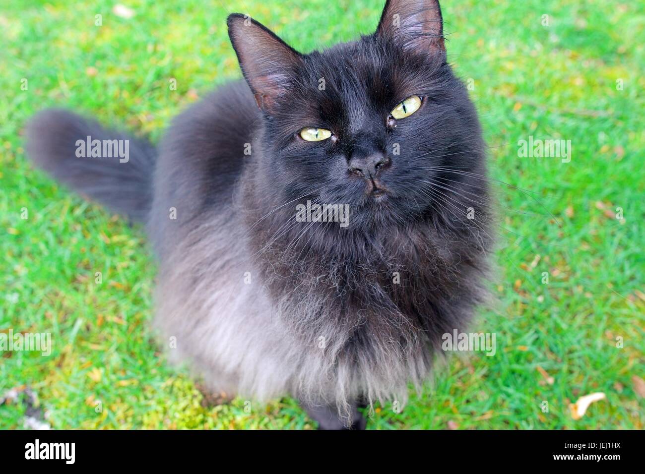Langhaarige schwarze Katze sitzt auf einem Rasen wir bis auf das Kamera-Porträt. Stockfoto