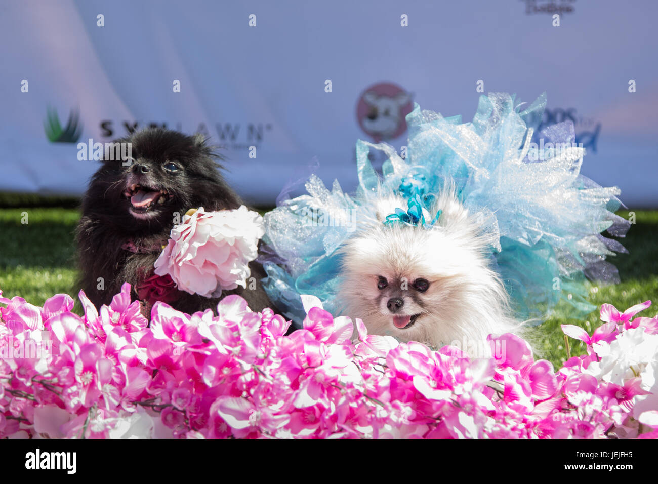 Los Angeles, Kalifornien, USA. 25. Juni 2017. Zwei Hunde, "Bling" und "Sparkle" posieren auf dem roten Teppich (eigentlich ist es grüner Teppich Gras mit einem Rand von Blumen) beim World Dog Tag 2017 hosted by Lisa Vanderpump und Vanderpump Hunden in Los Angeles, Kalifornien am 25. Juni 2017. Bildnachweis: Sheri Determan/Alamy Live-Nachrichten Stockfoto