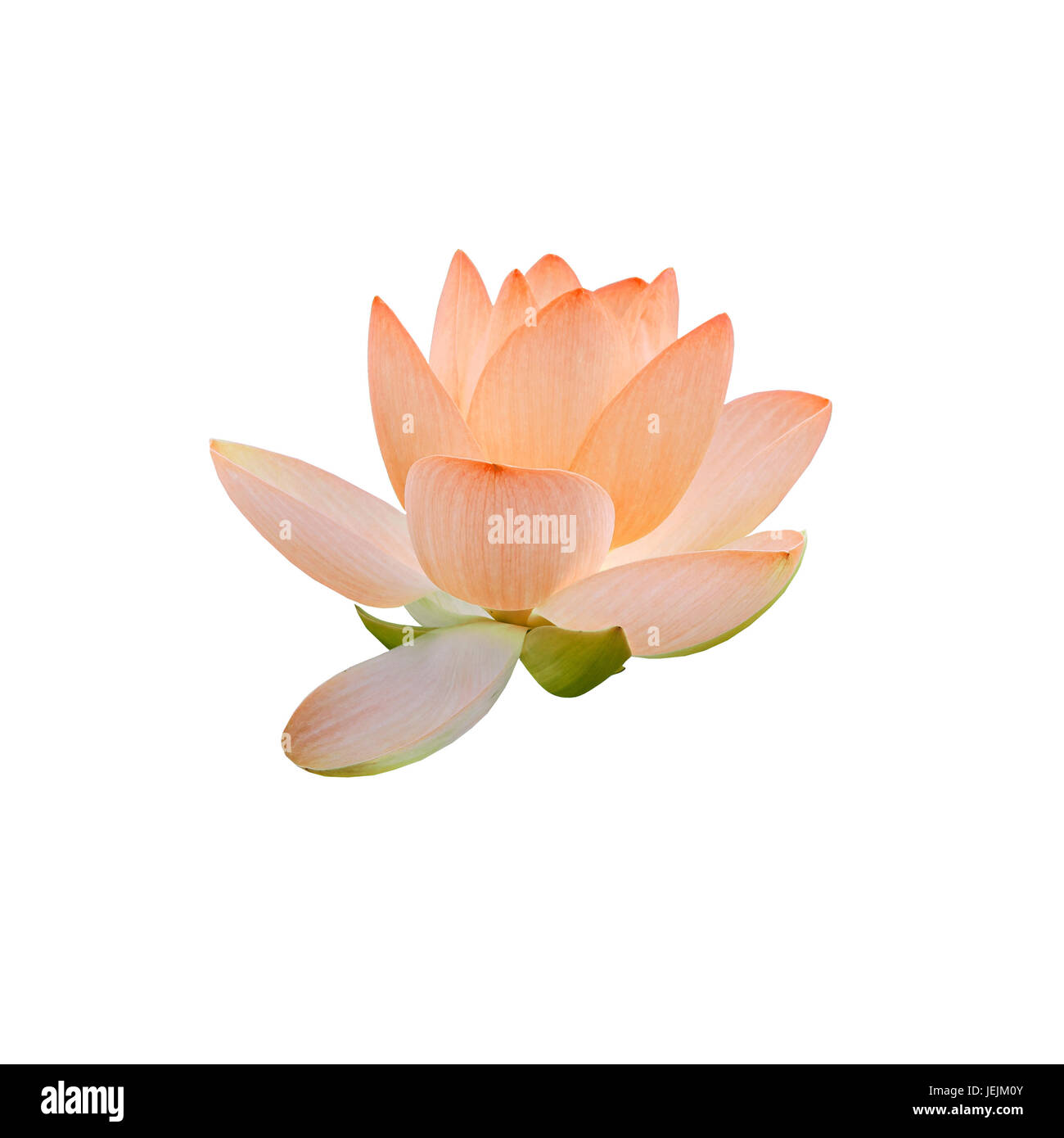 Blumen Orange Teichrosen, Seerosen, Teich-Lilie, Spatterdock Nelumbo Nucifera, auch bekannt als indischer Lotus, Heilige Lotus, Bean von Indien, Lotus, weiße bac Stockfoto