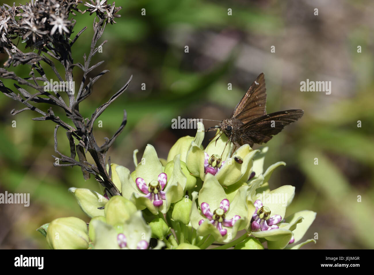 Monarch-Wirtspflanze Stockfoto