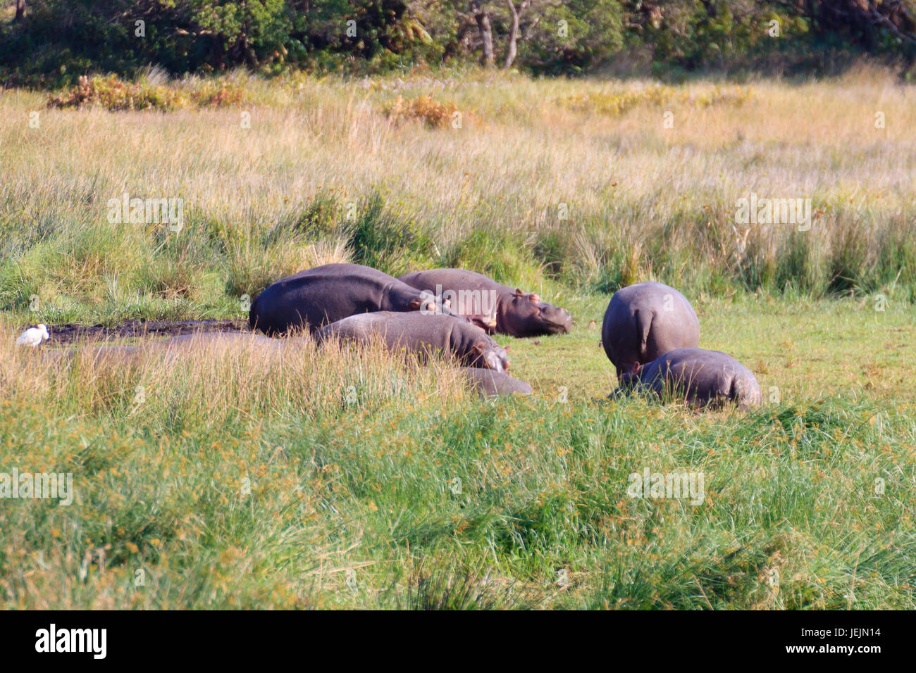 Herde der Flusspferde schlafen entlang von Krüger Nationalpark, Südafrika. Safari in Tierwelt. Tiere in der Natur Stockfoto