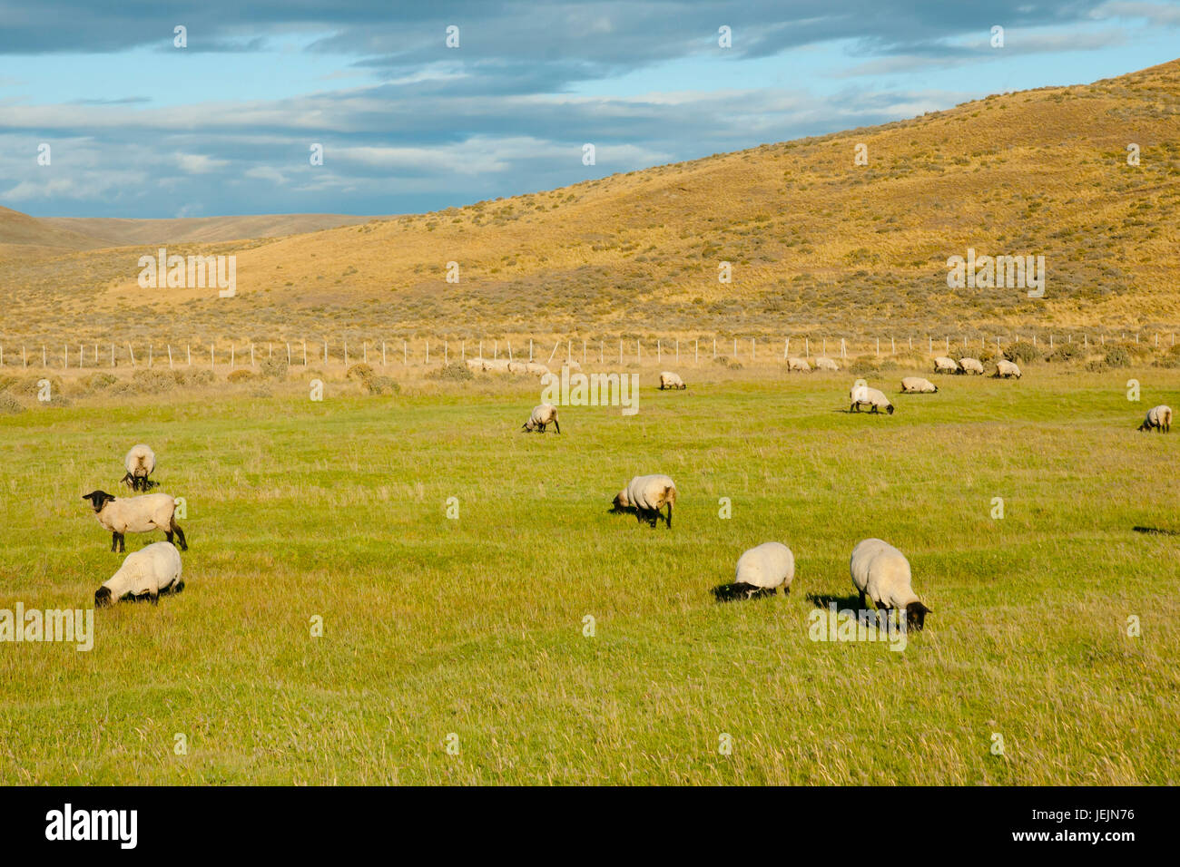 Suffolk Schafe - Tierra Del Fuego - Chile Stockfoto