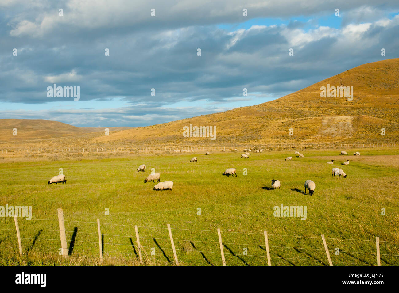 Suffolk Schafe - Tierra Del Fuego - Chile Stockfoto