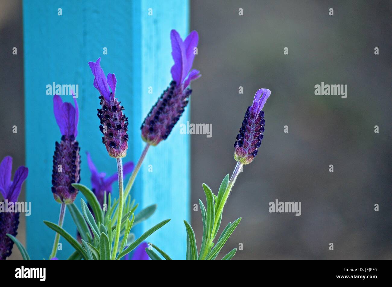 Französischer Lavendel Stockfoto