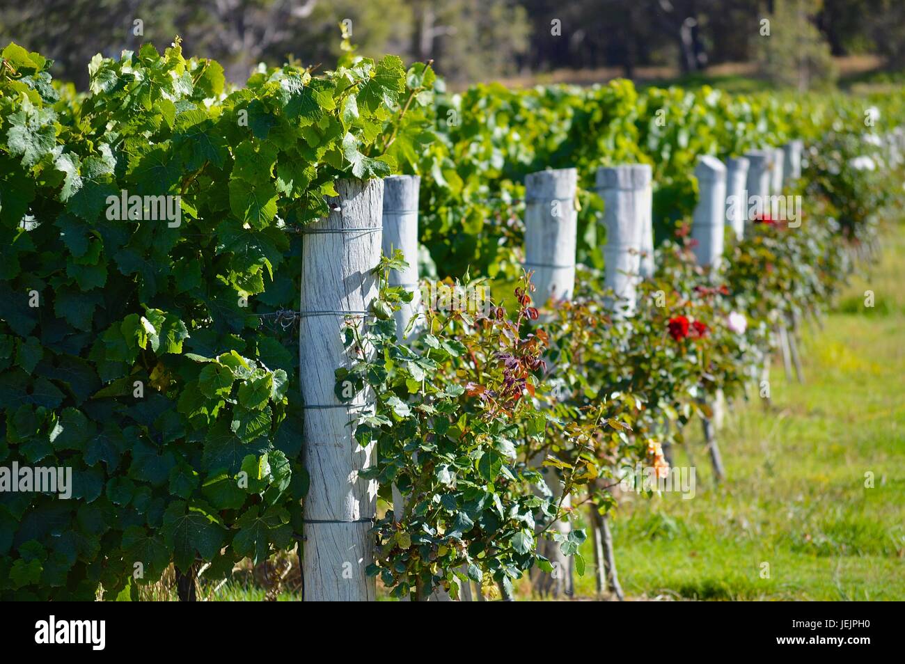 Weinberg mit roten Rosen Stockfoto