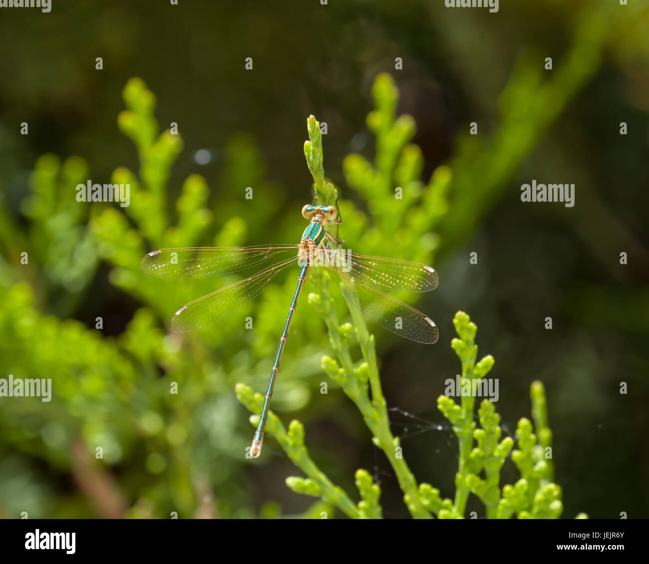 Migrant Spreadwing Damselfly Stockfoto