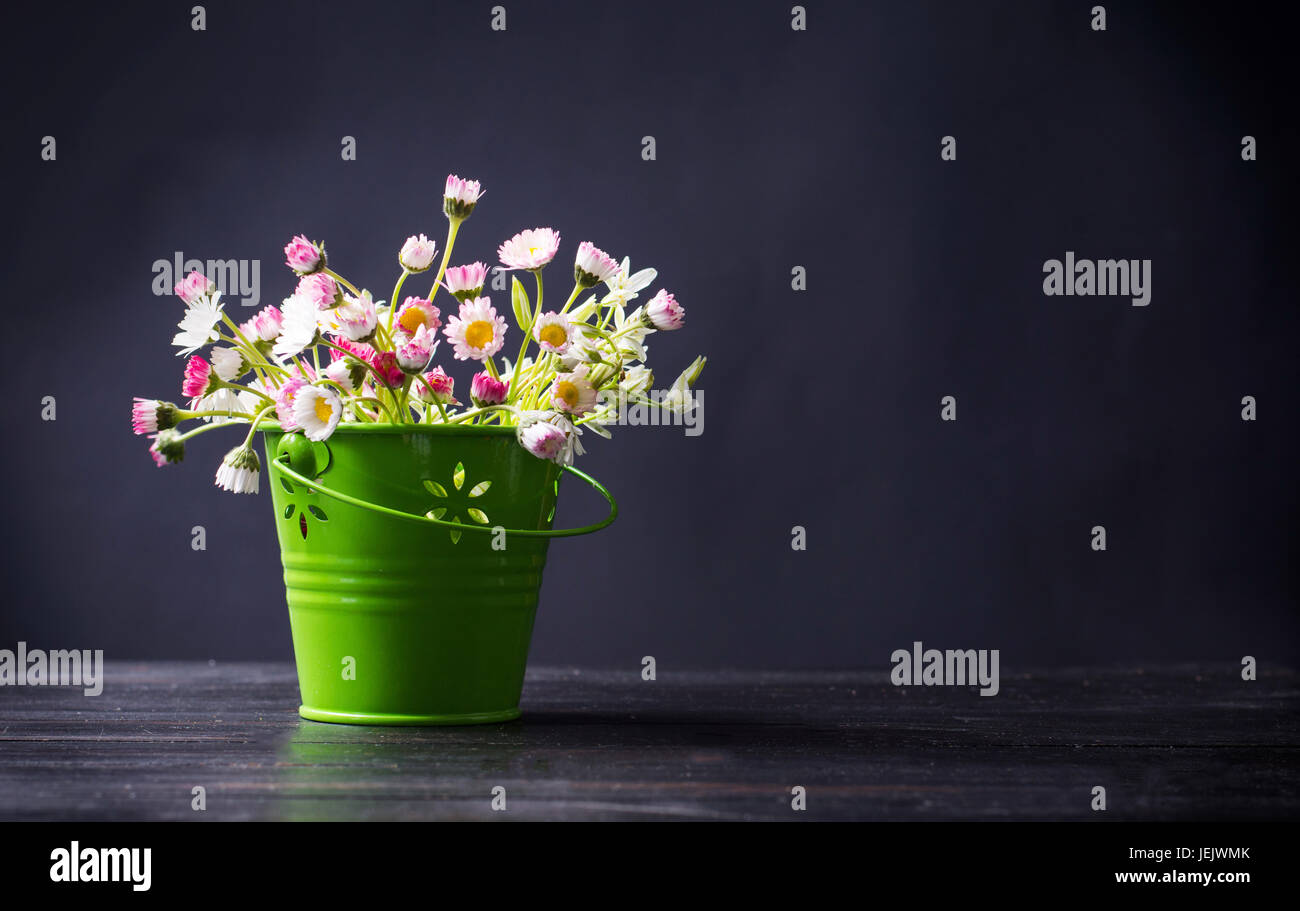 Blumen-Gänseblümchen in einem grünen Topf auf schwarzem Hintergrund Stockfoto
