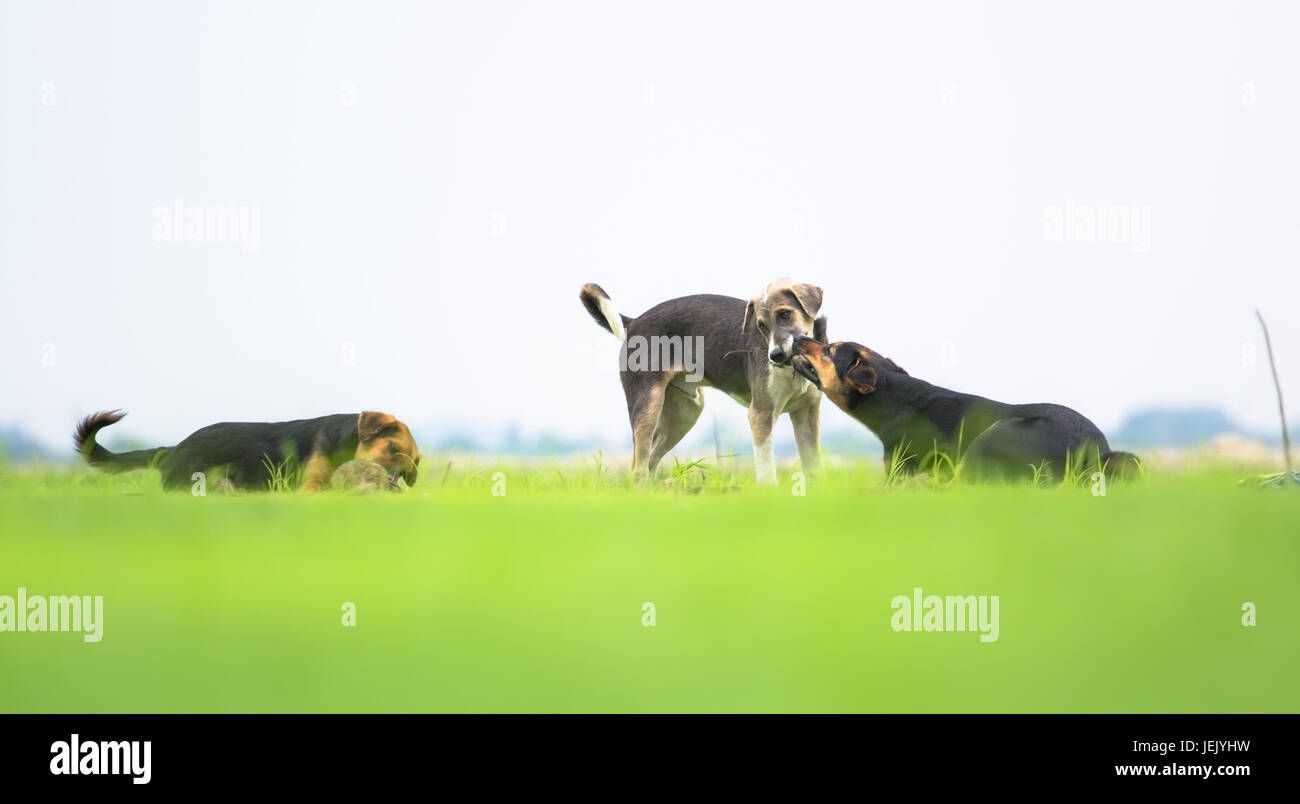 Gerne Hunde Spaß in einem Feld von Frühling Stockfoto