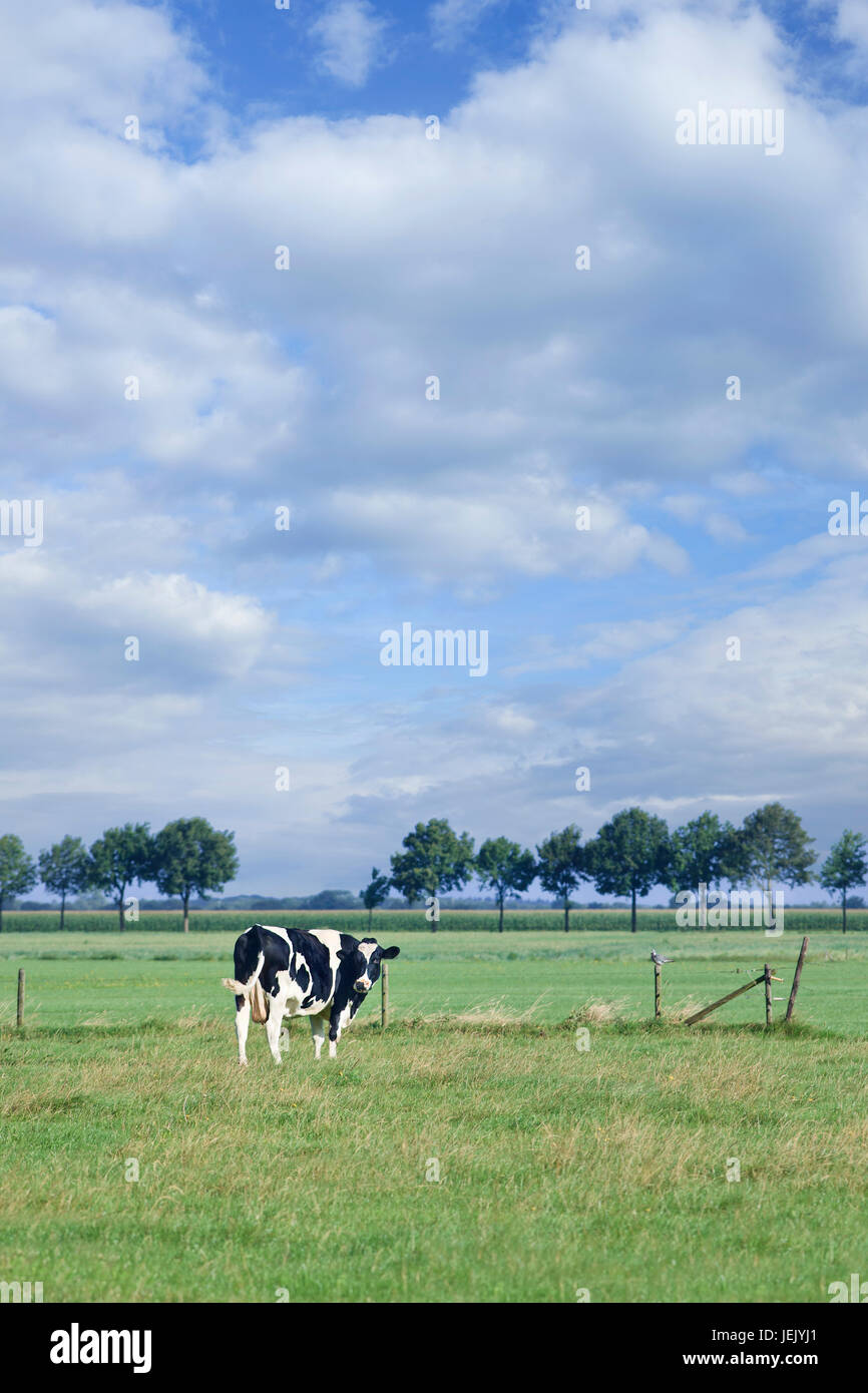 Grasende Holstein-Frisian Kuh steht auf einer grünen Wiese an einem sonnigen Sommertag. Stockfoto