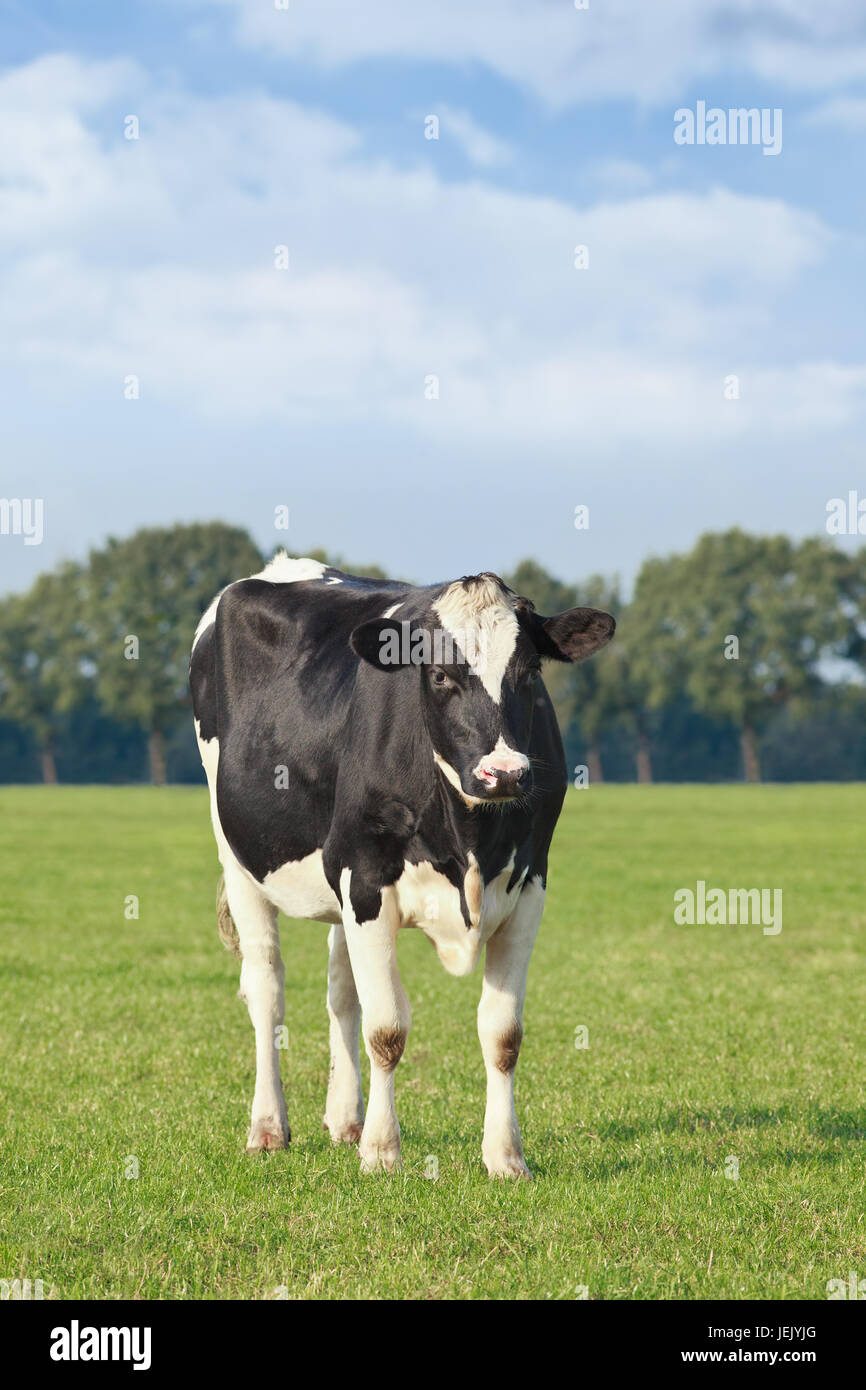 Holstein-Friesian Rinder in einer grünen Wiese mit einem Waldrand auf dem Hintergrund, den Niederlanden. Stockfoto