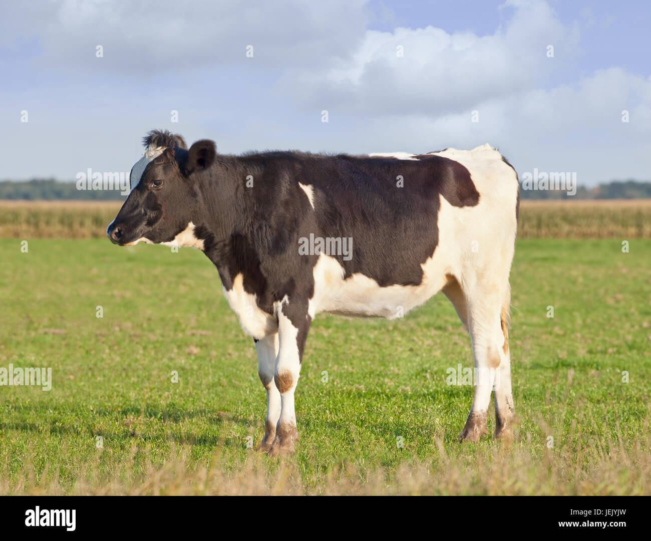 Holstein friesian cattle -Fotos und -Bildmaterial in hoher Auflösung ...