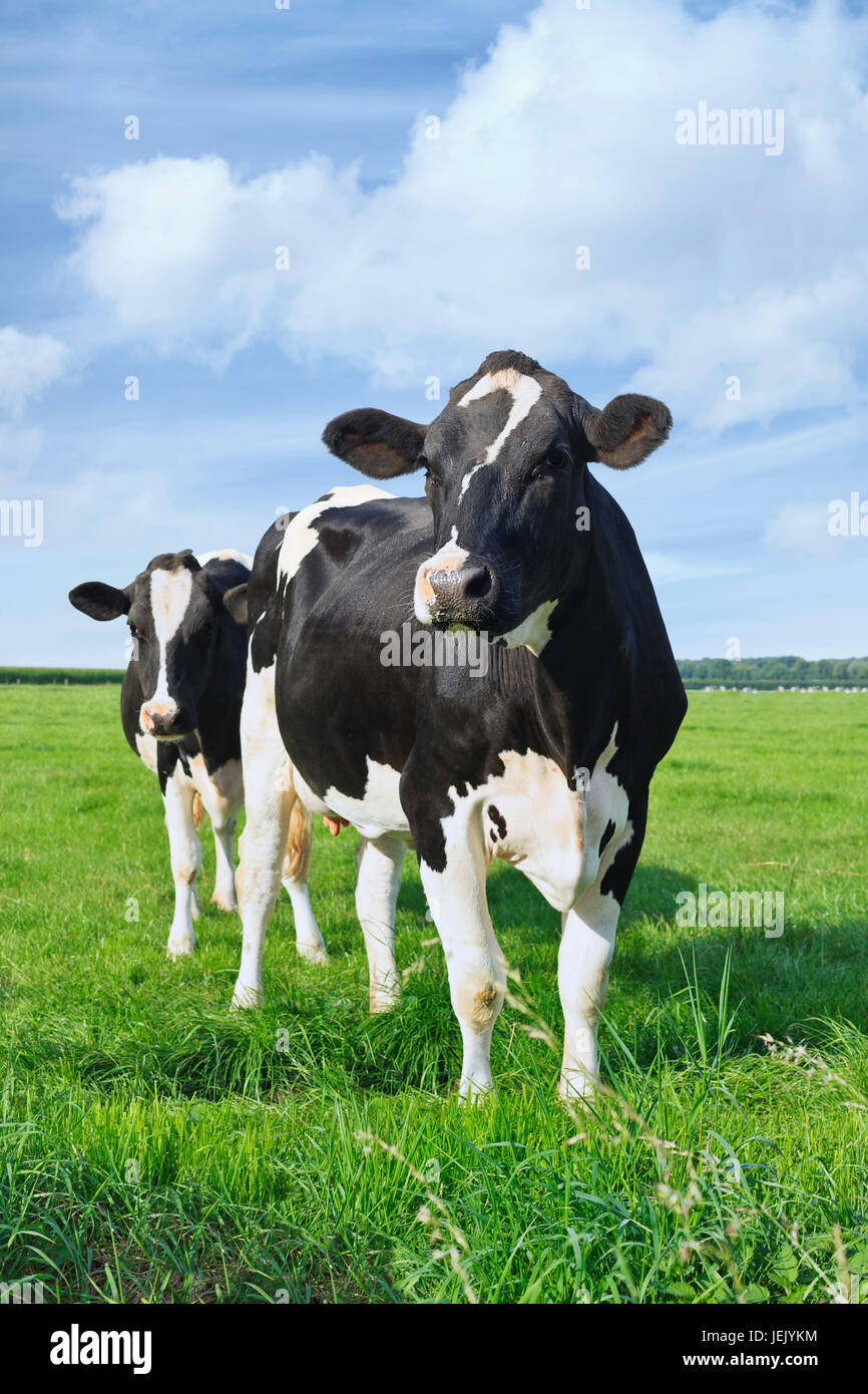 Holstein friesian rinder -Fotos und -Bildmaterial in hoher Auflösung ...