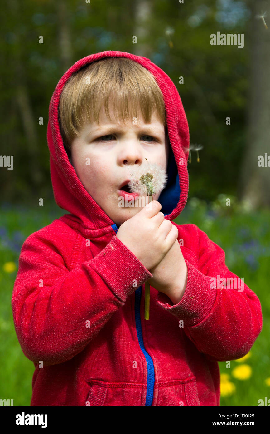 Kleiner Junge bläst eine Löwenzahn Uhr Stockfoto