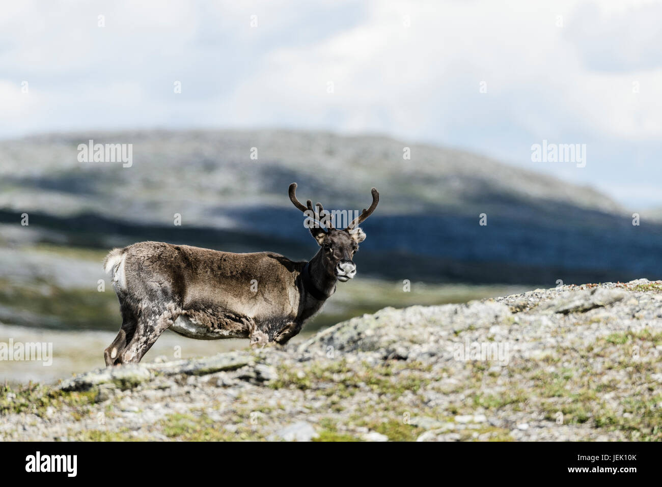 Hirsch Stockfoto