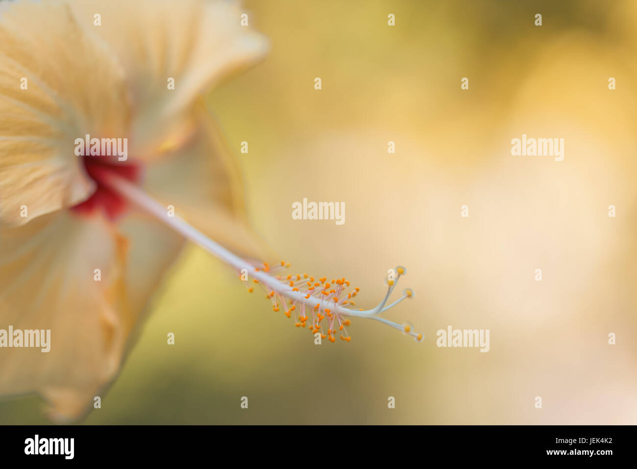 Yellow Hibiscus Flower unter Sonnenschein mit unscharfen bokeh Hintergrund. Ruhigen tropischen Blumen Hintergrund Konzept. Platz kopieren, exotische Blumen banner Stockfoto