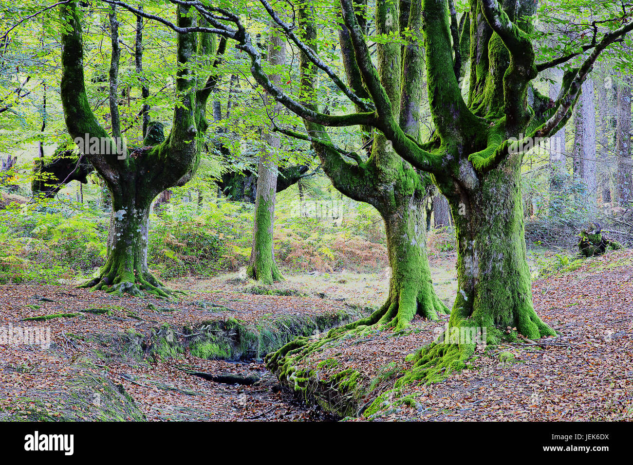 Gorbea Naturpark, Baskisches Land, Spanien Stockfoto