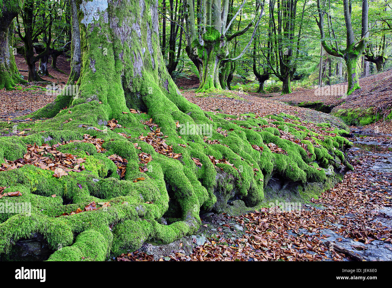 Gorbea Naturpark, Baskisches Land, Spanien Stockfoto