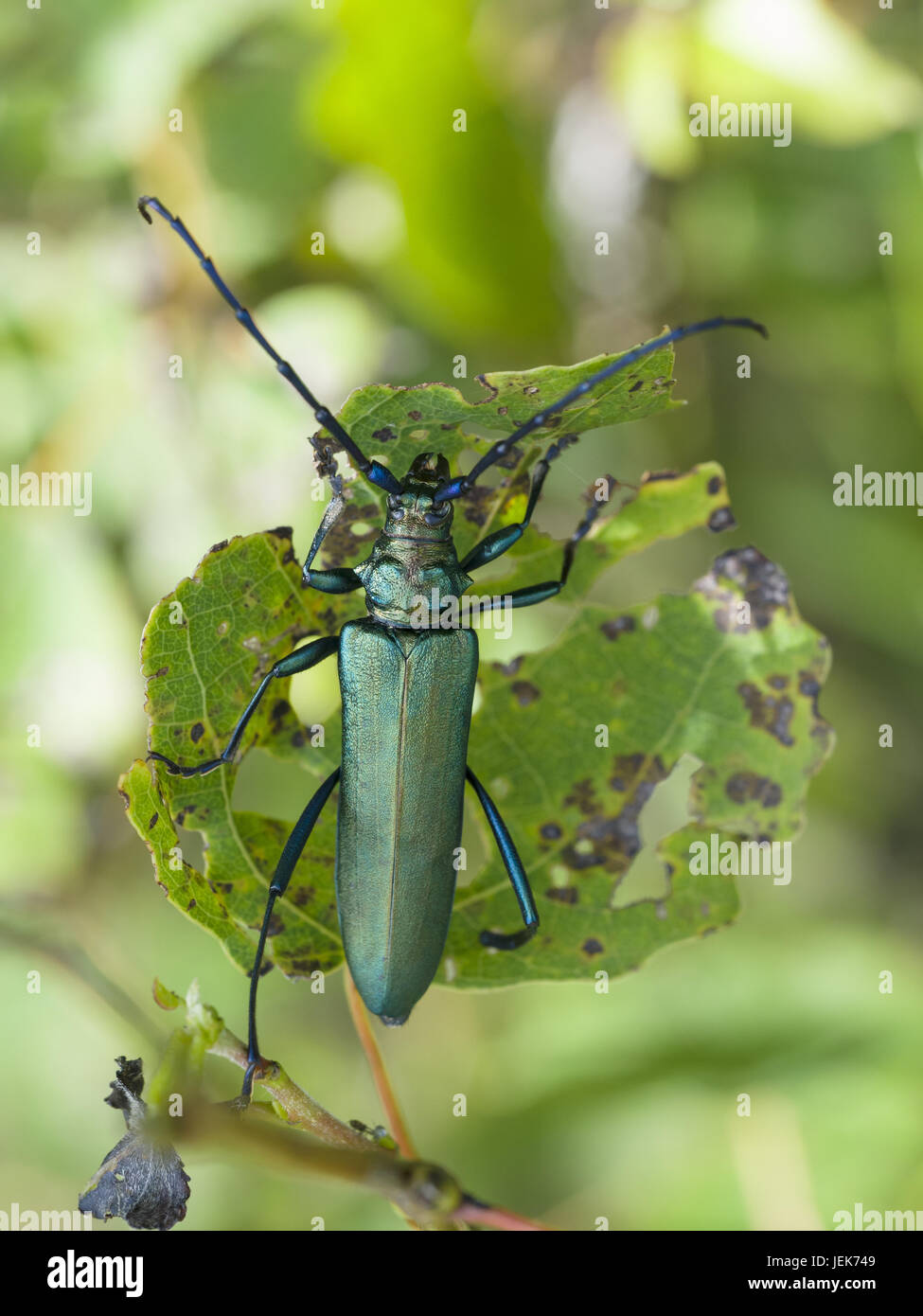 Moschus-Käfer, Aromia moschata Stockfoto