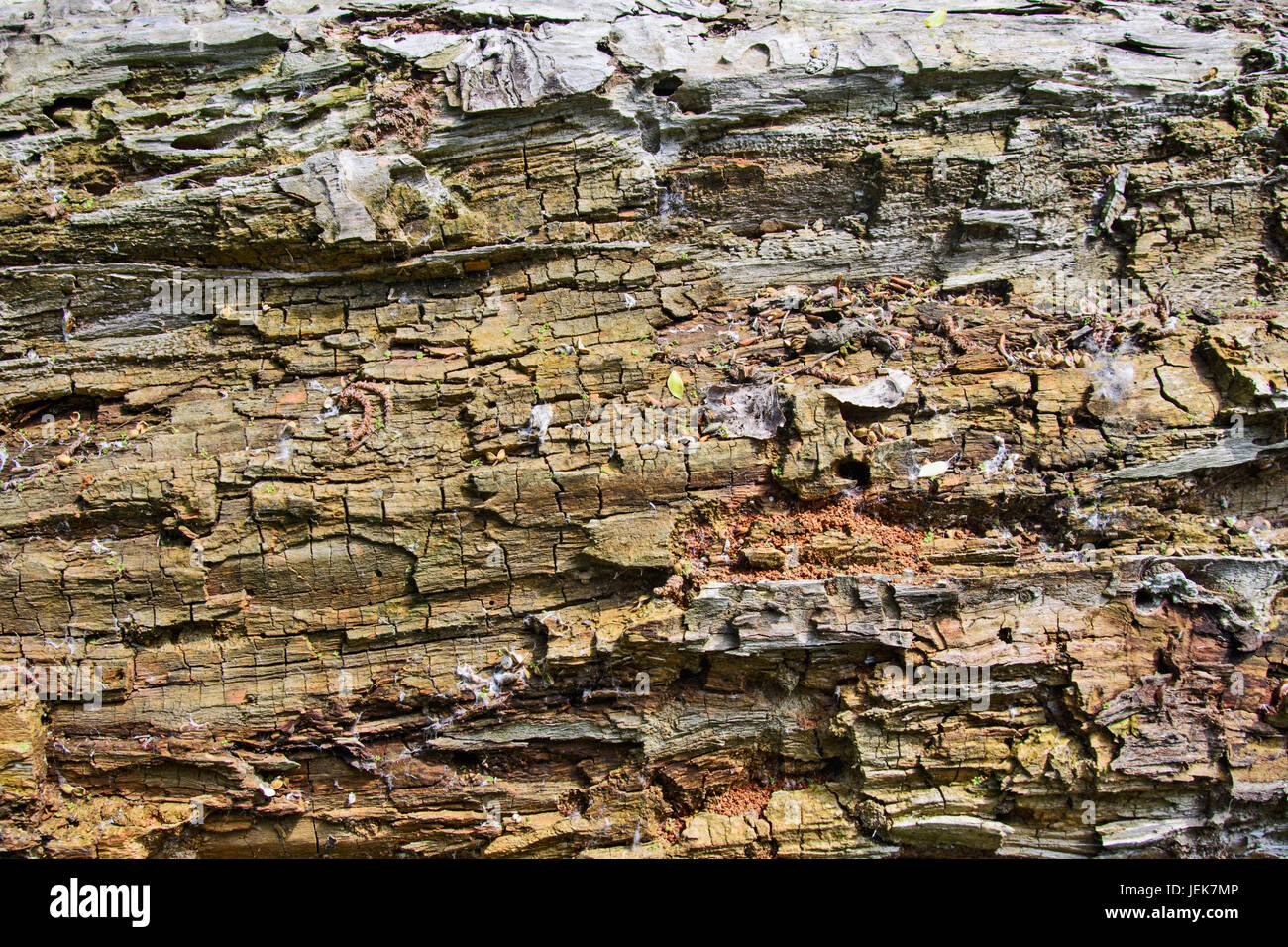 Faulen Baum ging in den Wald und die Natur und Wetter zerstört. Stockfoto