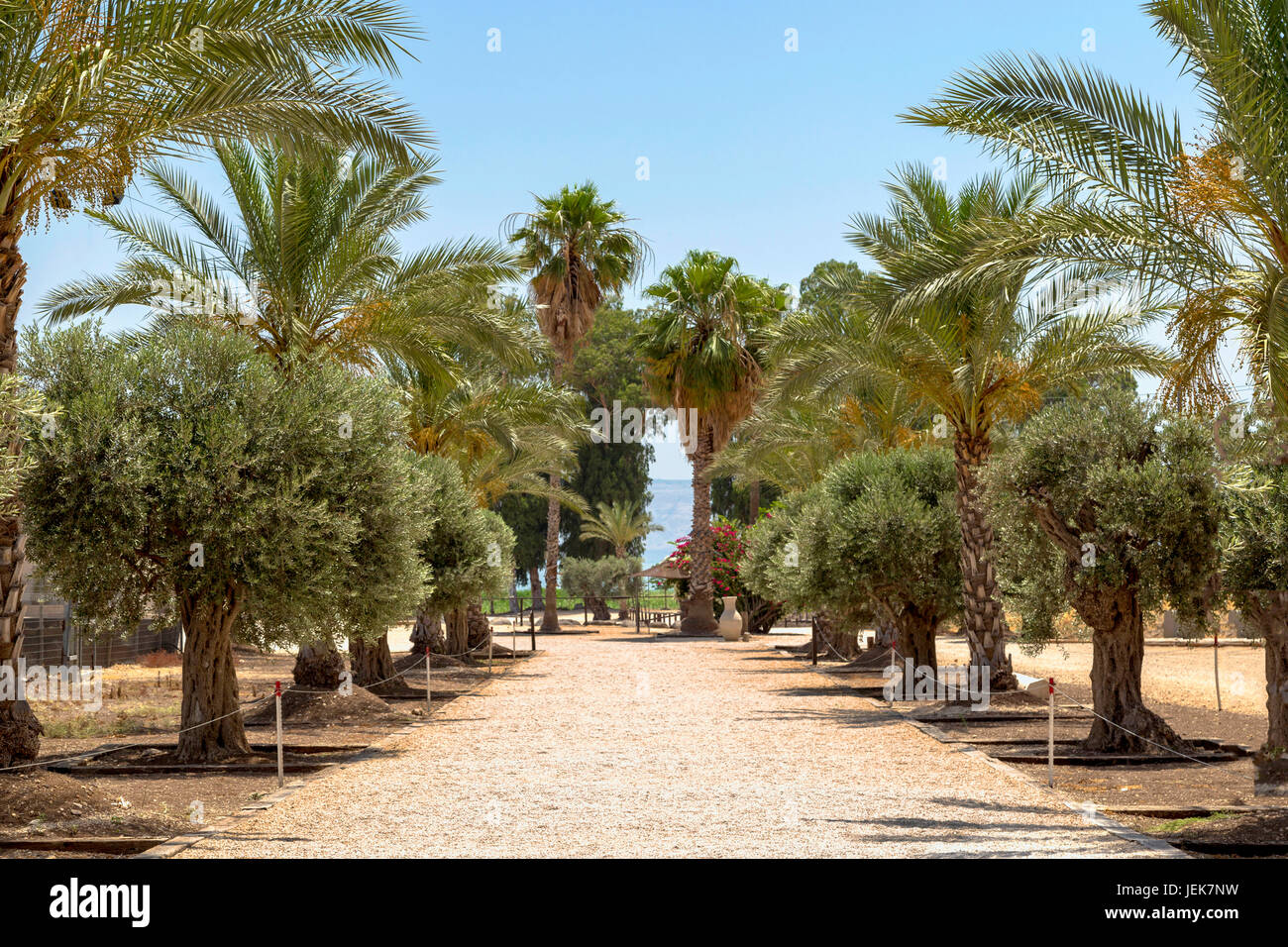 Eine Allee von Palmen und Olivenbäumen führt zu den Magdala Kirche und Zentrum für Spiritualität Magdala, Migdal, auf dem See Genezareth, Israel. Stockfoto