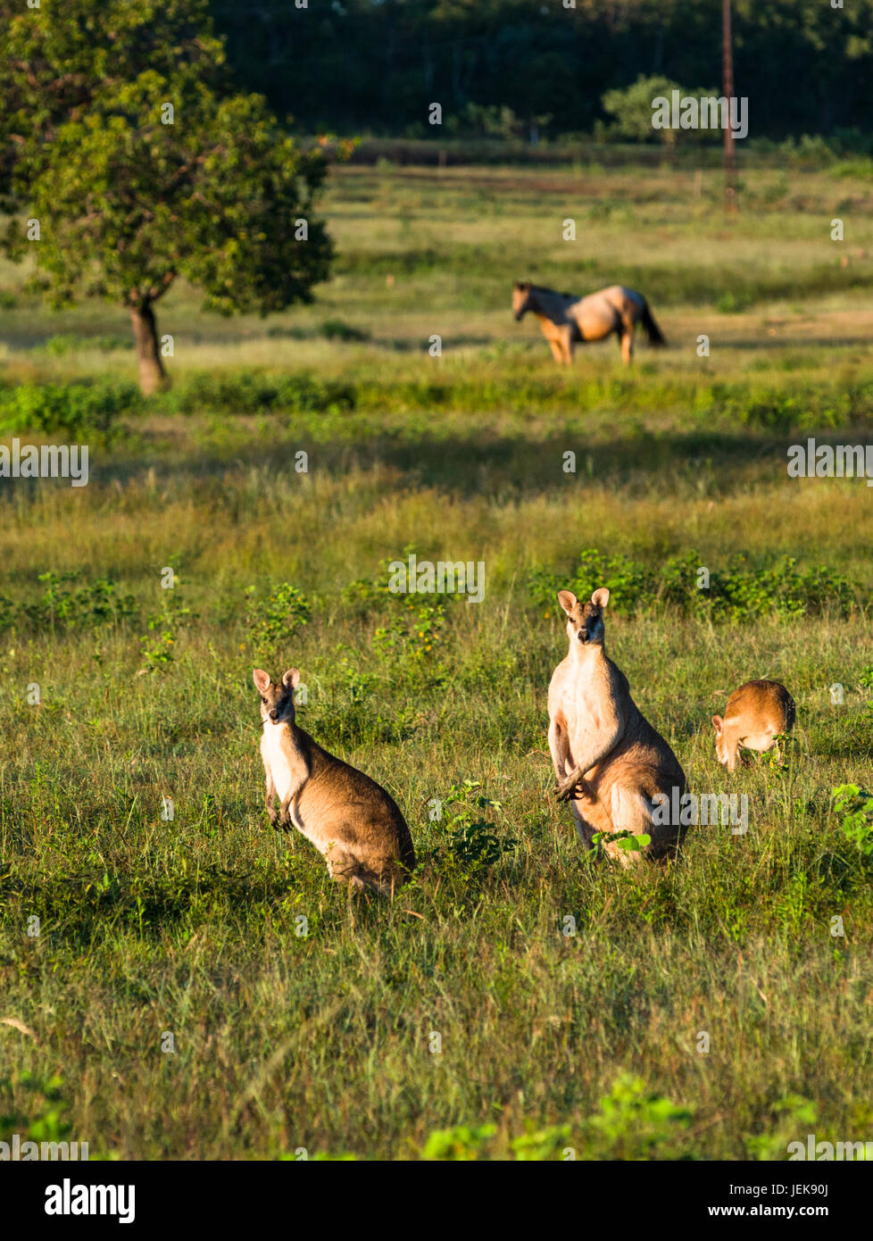 Wallabys im Acker in der Nähe von Kakadu-Nationalpark, Northern Territory, Australien. Stockfoto