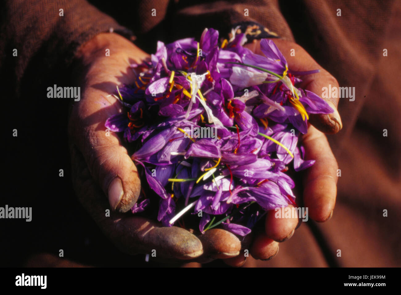 Safran Blume in der hand, Srinagar, Jammu Kaschmir, Indien, Asien Stockfoto